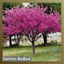 Eastern Redbud